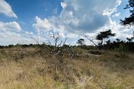 Dead tree by Bart van Dongen thumbnail