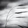 Gräser tanzen im Wind von Frank Andree