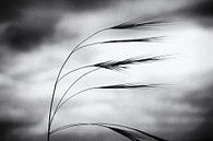 Grassen dansen in de wind van Frank Andree thumbnail