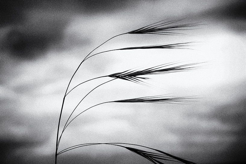 Grassen dansen in de wind van Frank Andree