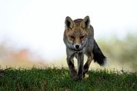 Running fox approaches