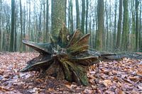 Treestar