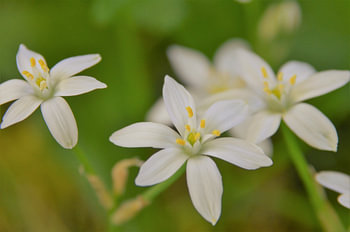 Melkwitte bloemen