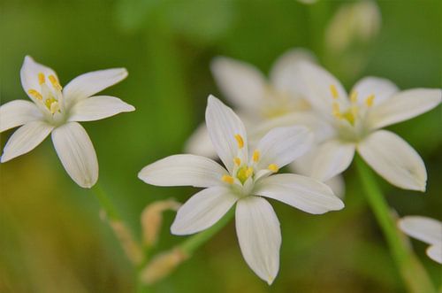 Melkwitte bloemen