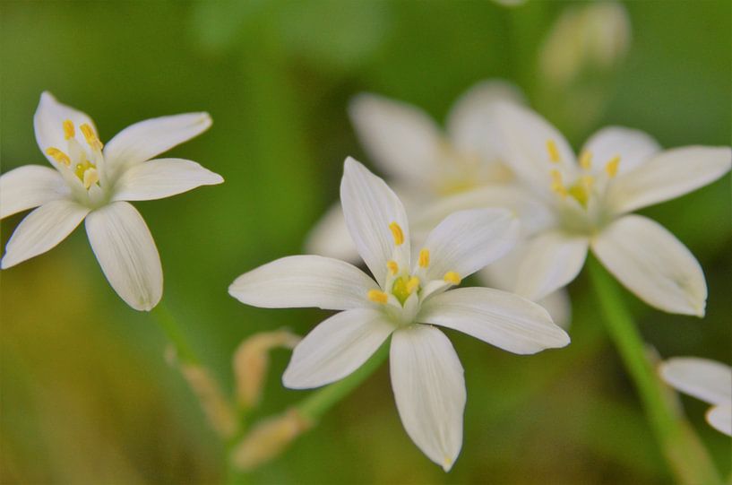 Melkwitte bloemen by Elias Vercruysse
