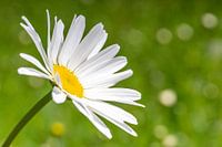 Margriet