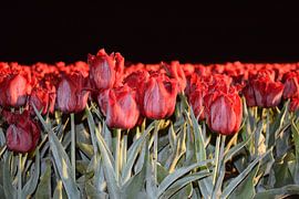 Tulips by Colinda De Vries - Trof