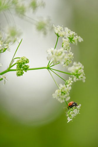 Ladybird in spring green, hanging from cow parsley by Moetwil en van Dijk - Fotografie