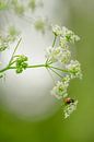 Ladybird in spring green, hanging from cow parsley by Moetwil en van Dijk - Fotografie thumbnail