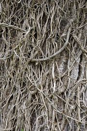 Écorce d'arbre avec racine de lierre