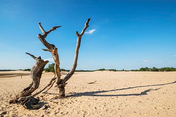 Loonse en Drunense duinen van Sandra Tukker