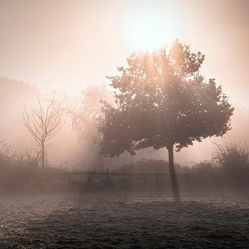 Mistige Zonsopkomst in Hurpesch van Rob Boon