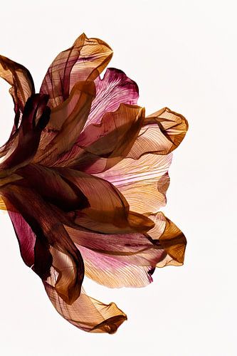 Luscious Tulips van Christine de Vogel