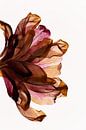 Luscious Tulips van Christine de Vogel thumbnail