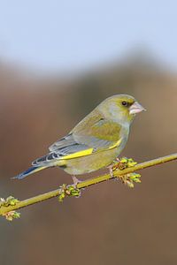 oiseau typique des jardins... Verdier d'Europe * Carduelis chloris * sur une branche de forsyth