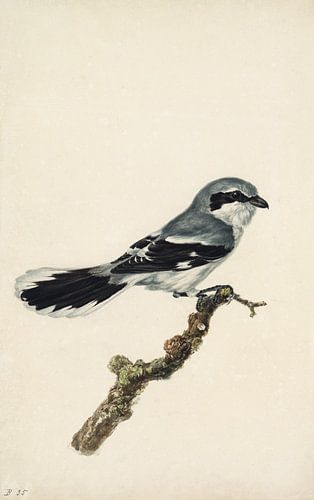 Klapekster Stephanus Hendrik Willem van Trigt (1790-1840)  voor 1840 (gezien bij vtwonen) van Teylers Museum