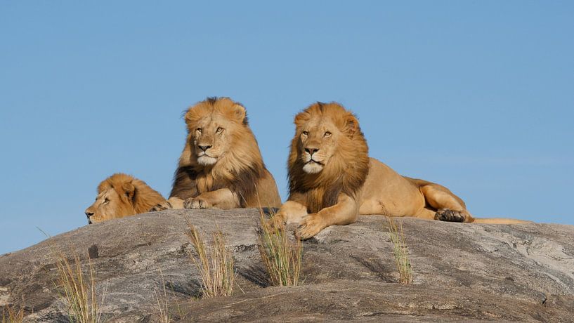 Mannetjes leeuwen op rots in Tanzania Afrika van Robin Jongerden