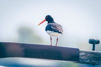 Oystercatcher at the helm