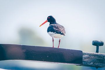 Oystercatcher at the helm by Albert Foekema Fotografie