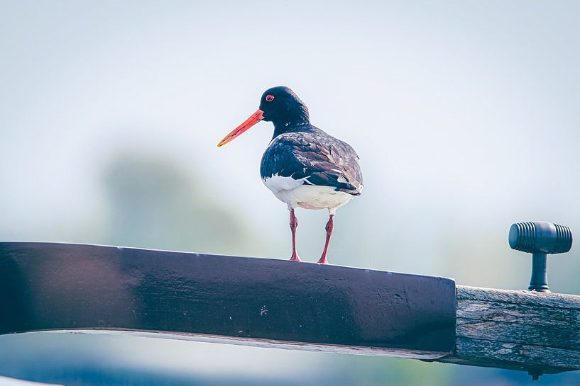 Oystercatcher at the helm by ByFoekema Fotografie