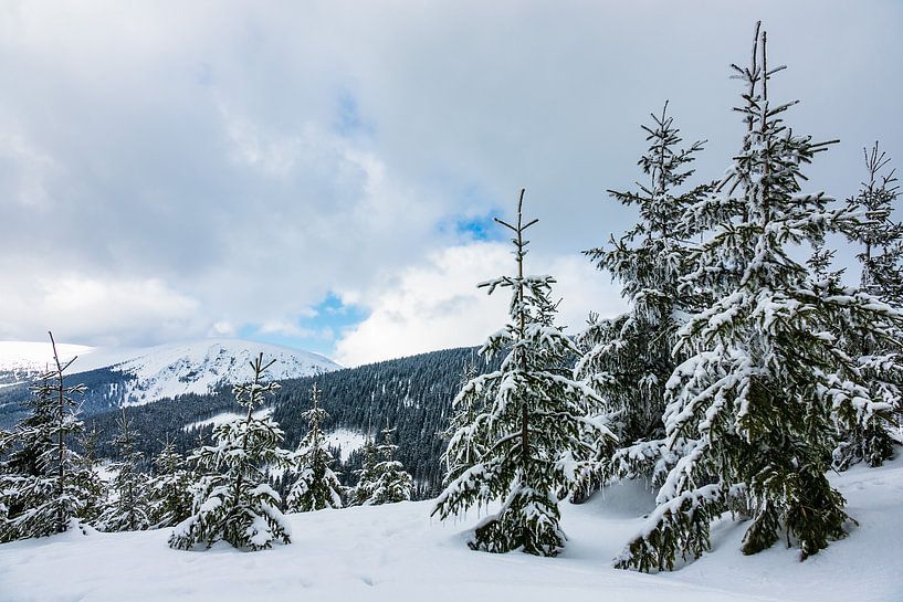 Winter im Riesengebirge bei Pec pod Snezkou, Tschechien von Rico Ködder