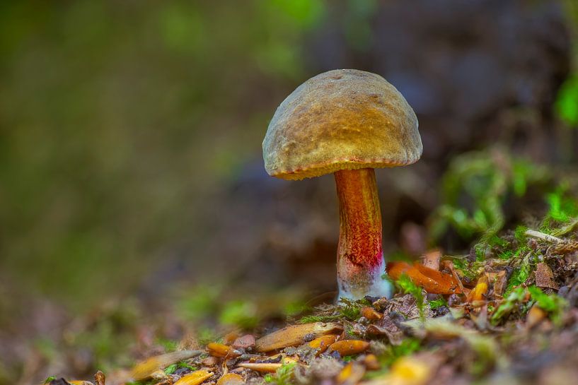 Röhrling Pilz wächst auf dem Boden eines Laubwaldes im Herbst von Mario Plechaty Photography