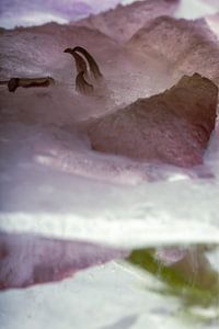 Gladiole in Eis 1