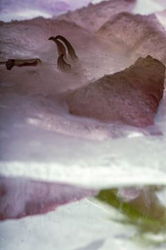 Gladiolen in ijs 1 van Marc Heiligenstein