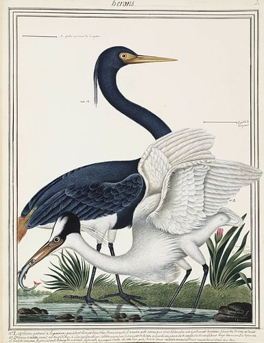 Reigers, Ogier de Gombaud