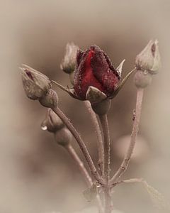 Gouttes de pluie sur les boutons de rose sur Saskia Schotanus