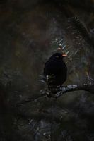 Clogged blackbird