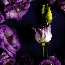 Purple growth by Olha Rohulya