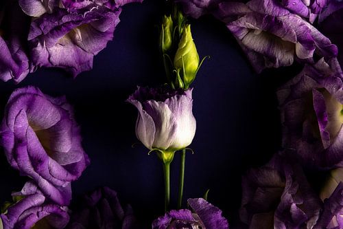 Purple growth by Olha Rohulya