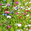 Blumenwiese mit Wildblumen von fotoping