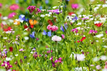 Prairie fleurie avec des fleurs sauvages sur fotoping