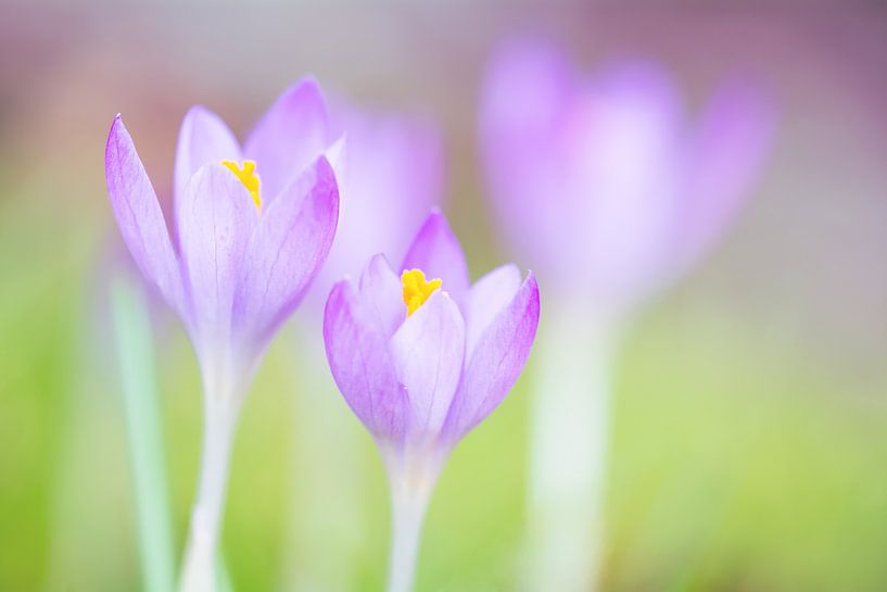 Krokusse van Alena Holtz