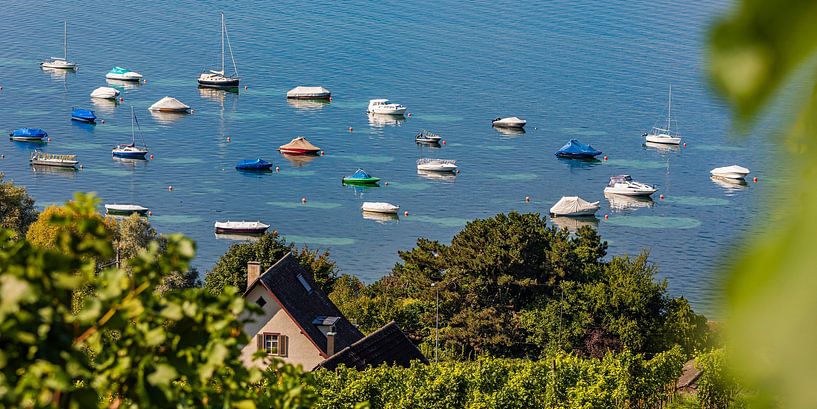 Bodensee bei Mannenbach-Salenstein in der Schweiz von Werner Dieterich