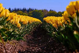 Tulips by Erik Koole