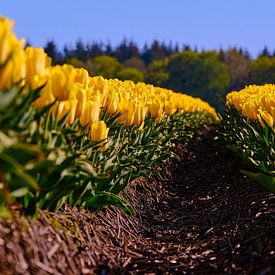 Tulpen van Erik Koole