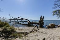 Naturstrand in der Goor, Lauterbach auf Rügen von GH Foto & Artdesign Miniaturansicht