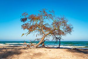 Umgestürzter Baum am Weststrand auf dem Fischland-Darß