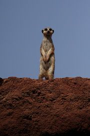 Stokstaartje op de uitkijk by Leanne de Blok