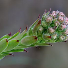 Un gros plan sur les boutons floraux d'une plante succulente sur Hans-Jürgen Janda