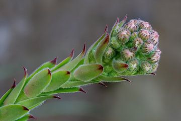 Een close-up van de bloemknoppen van een vetplant van Hans-Jürgen Janda