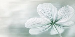 Blume in blau-grau