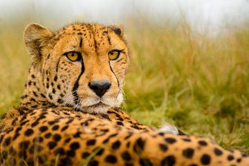 Cheeta von Richard Guijt Photography