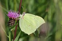 Lemon butterfly