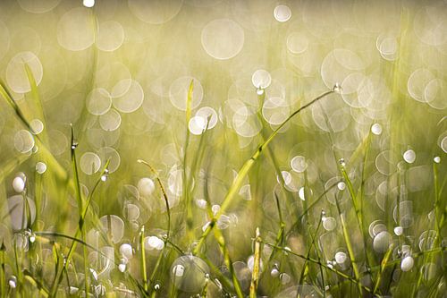 Bokeh gras
