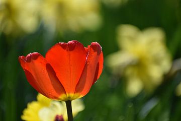 A first tulip in the garden by Claude Laprise