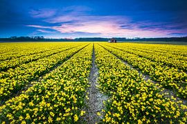 Narcissenveld tijdens de zonsondergang  sur Etienne Hessels
